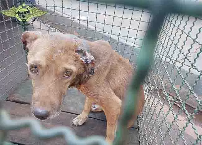 Após abandonar cachorro, mulher é presa em flagrante na cidade de Andradina