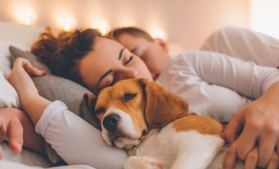 Os pets podem acalmar os seres humanos – Por Eduardo Filetti