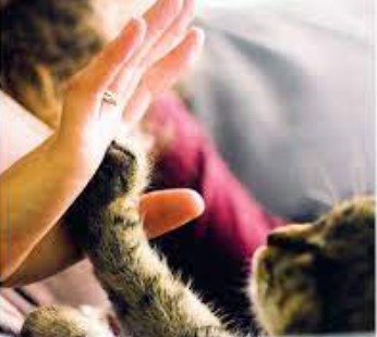 Qual a relação entre homem e pet? – Por Eduardo Filetti