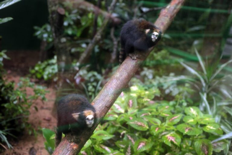 Orquidário de Santos acolhe saguis ameaçados de extinção