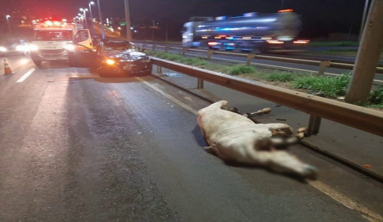 Cavalo solto na rodovia causa acidente com Audi e acaba morto
