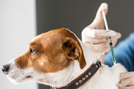 Uma doença chamada Raiva – Por Eduardo Filetti