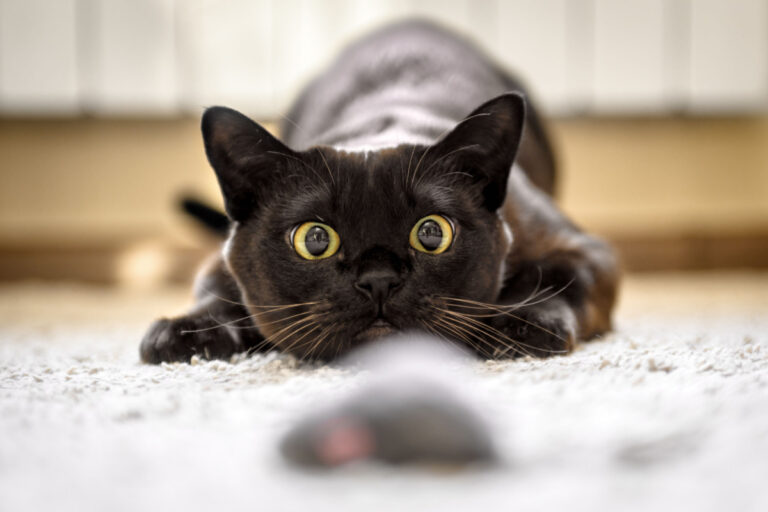 Cães e gatos também sofrem com o frio: Veja cuidados
