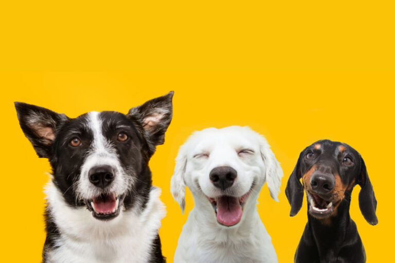 Prefeitura anuncia R$ 400 mil para castrações de animais em Ribeirão Preto