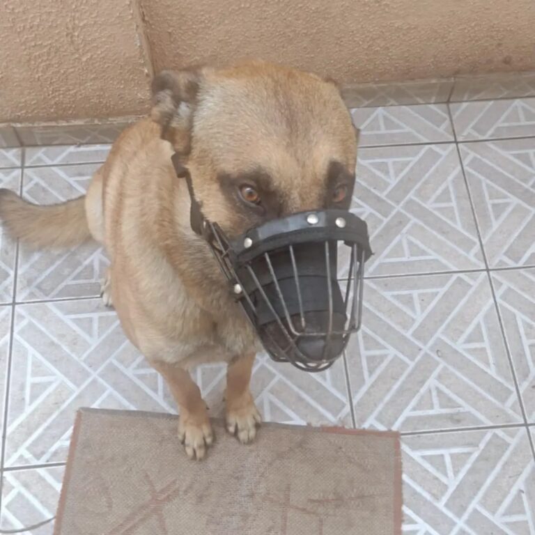 Mulher é atacada por cachorro de vizinho e fica hospitalizada em São José