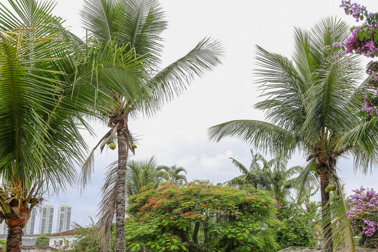 Selo ‘Cidade Amiga das Árvores’ é concedido para o Guarujá