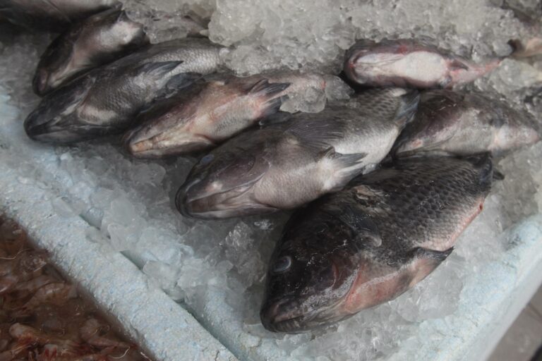 Mercado de Peixes de Santos oferece tilápia com mais de 20% de desconto