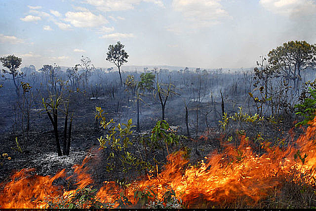 Destruição do cerrado cresce; governo lança plano para zerar desmatamento