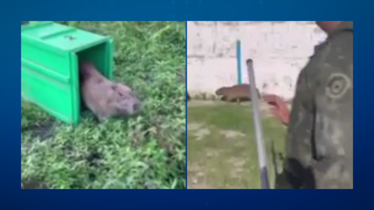 Polícia Militar Ambiental resgata capivara dentro de estacionamento em Guarujá