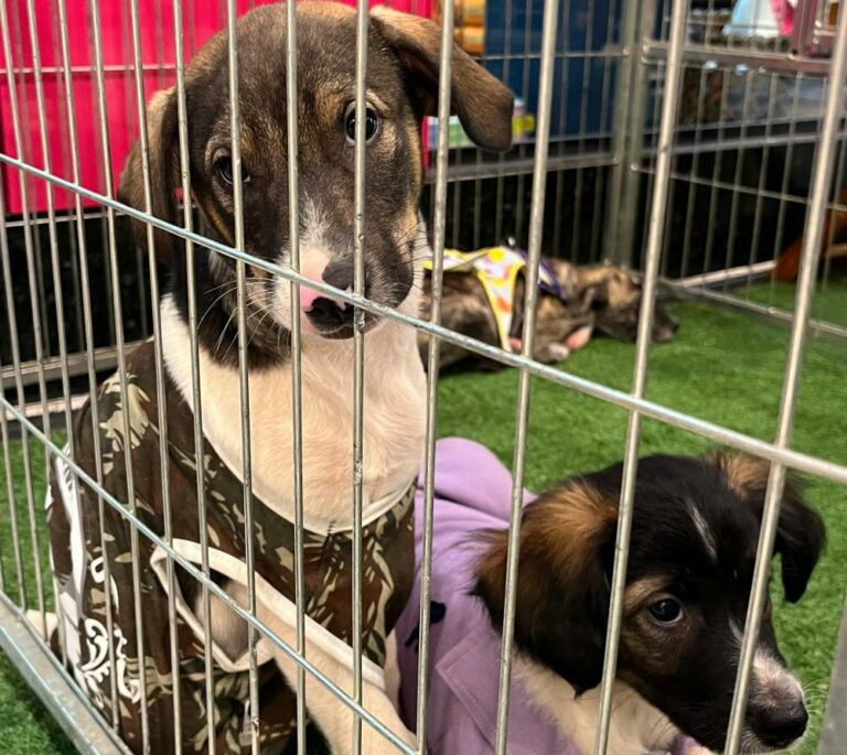 Shopping Praça Nova promove feira de adoção pet em Araçatuba