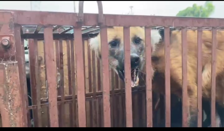 Lobo Guará é resgatado em pátio de empresa em São José