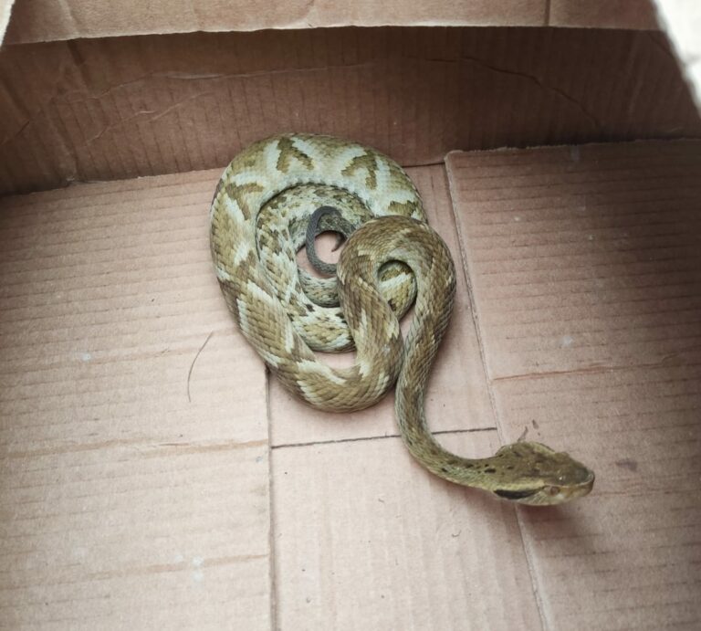 Morador captura cobra venenosa e Guarda de Guarujá faz o resgate