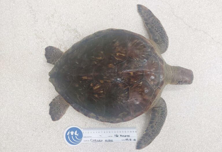 Peixes e tartaruga-verde são encontrados mortos em rede de pesca durante fiscalização em São Vicente