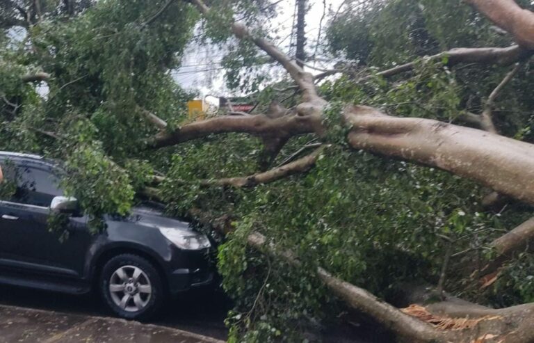 Temporal causa queda de árvores em São José dos Campos