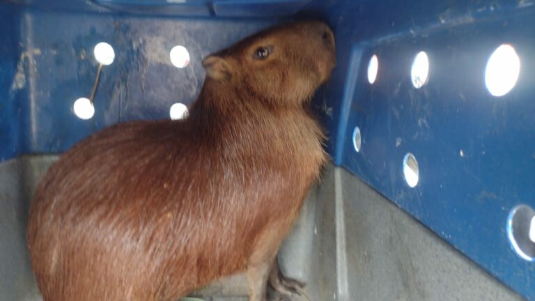 capivara taubaté