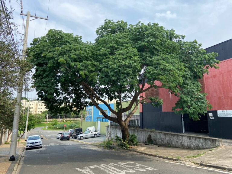 Raiz de árvore provoca rachaduras e buracos em calçada de Campinas