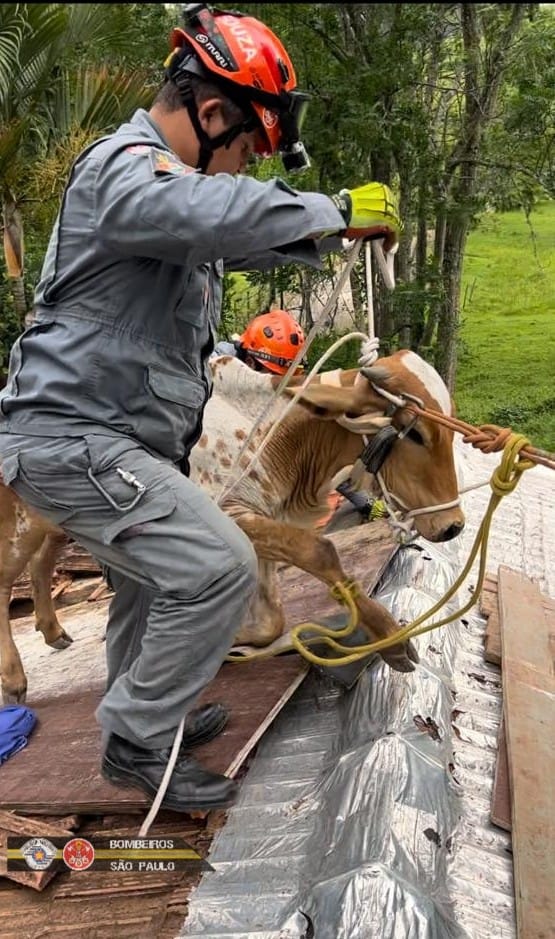 vaca fica presa em telhado em sjc
