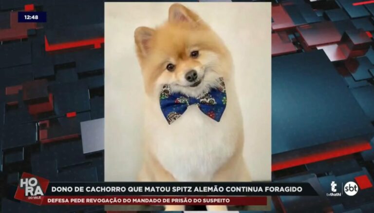 Justiça nega recurso do tutor do Bull Terrier que atacou o cão Fox