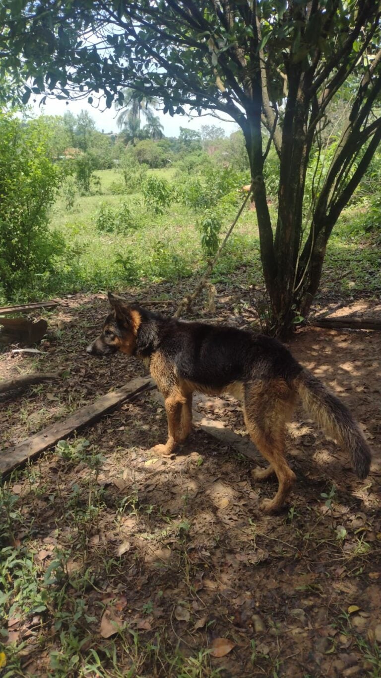 maus-tratos guaratinguetá