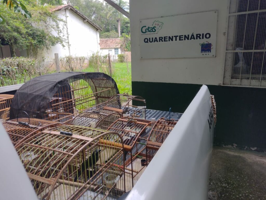 aves sem identificação canas