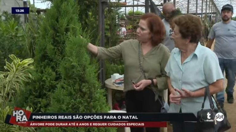 Pinheiros naturais são uma opção diferente de decoração de Natal