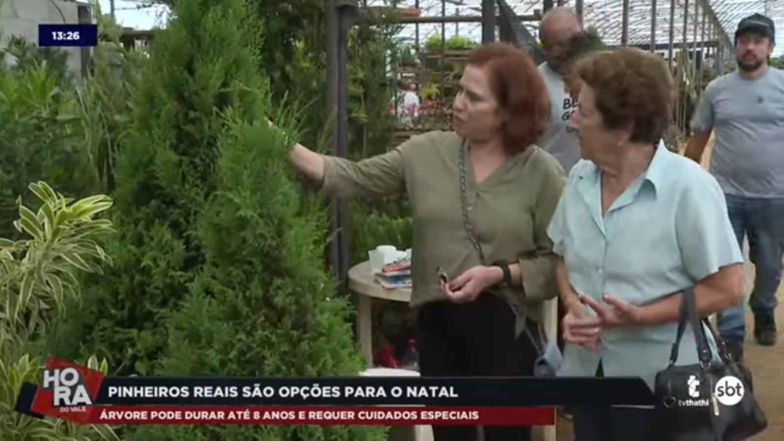 Pinheiros naturais são uma opção diferente de decoração de Natal