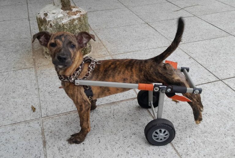 Cachorrinha paraplégica ganha cadeira de rodas e busca novo lar