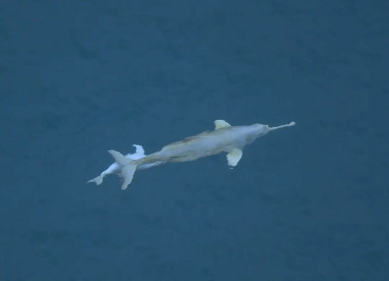 golfinho toninhas ubatuba