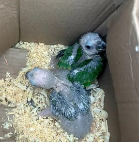 Aves são encontradas dentro de mochila e mulheres são multadas em Praia Grande