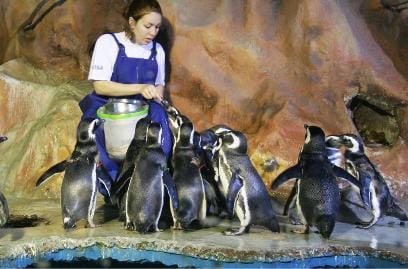 Nasce o 6º pinguim de Magalhães no aquário de Guarujá