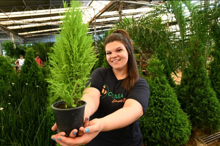 Ceasa inicia temporada de vendas de pinheiros para o Natal