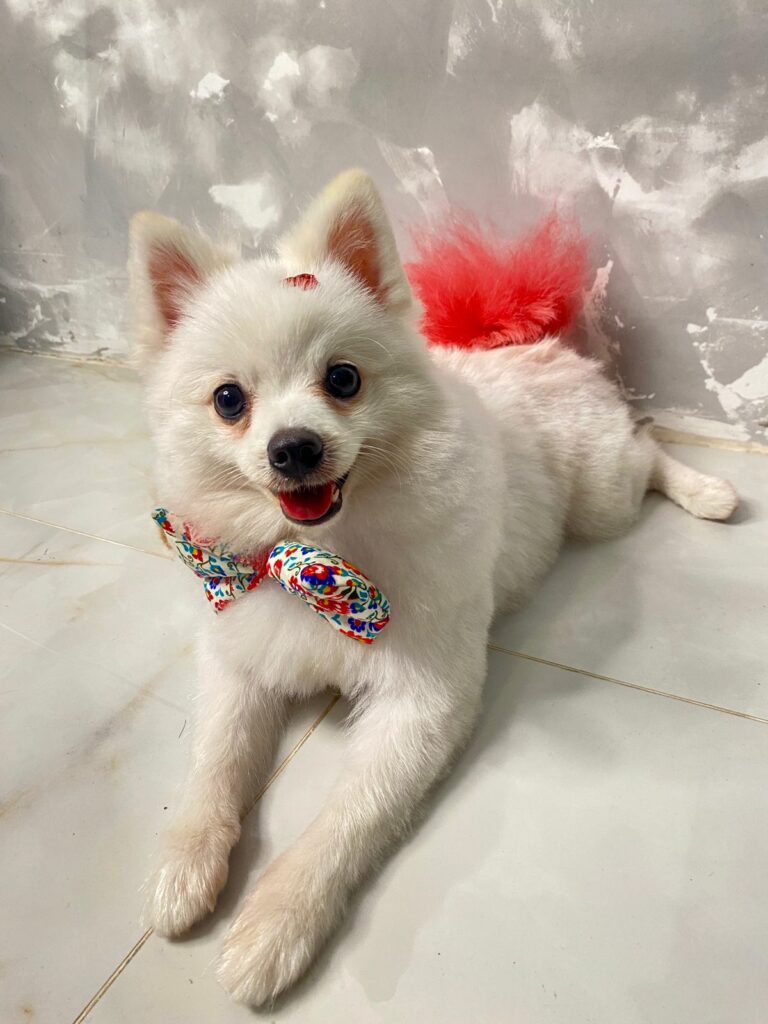 Mulher é presa após resgatar o cão e pedir dinheiro para devolvê-lo em Americana