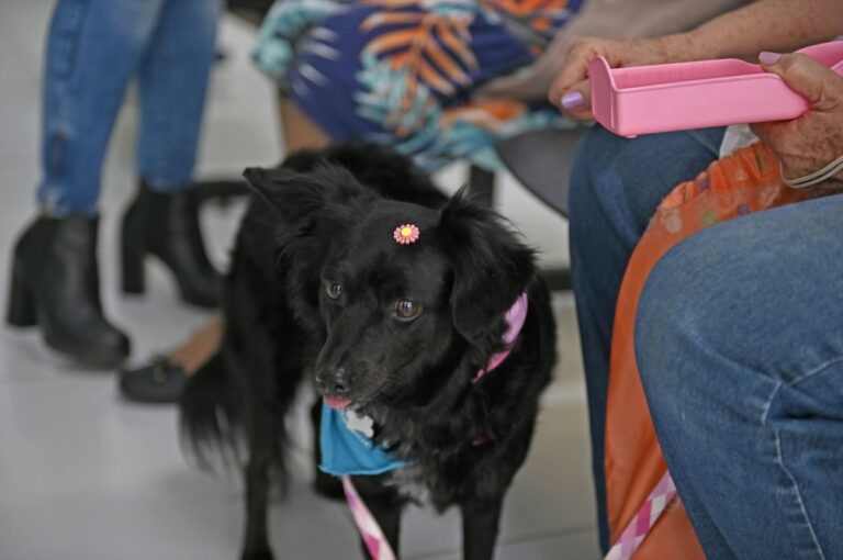 Cães e gatos também correm riscos no calor: saiba como proteger os animais de estimação
