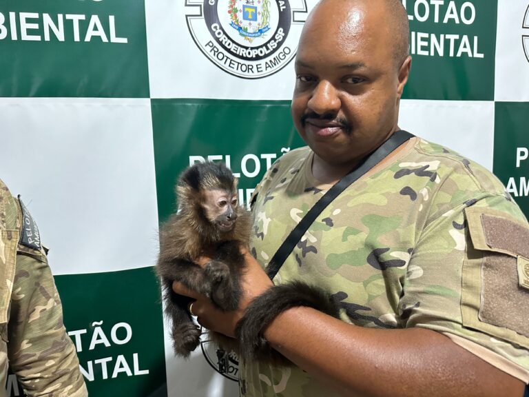 Pelotão Ambiental apreende macaco-prego avaliado em R$ 150 mil