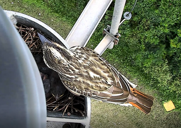 Câmera de concessionária flagra família de bem-te-vi na Bandeirantes