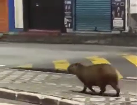 A pessoa tava entrevistando uma capivara?;-;