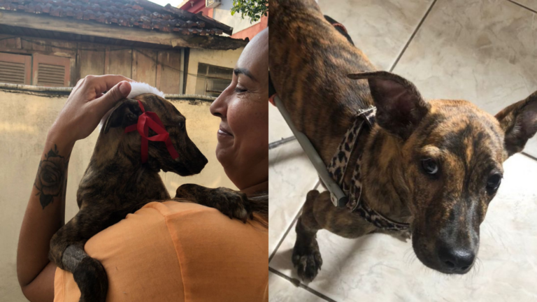 Cachorrinha paraplégica ganha cadeira de rodas e novo lar em São Vicente