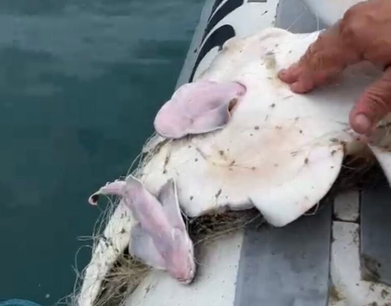 PM Ambiental faz parto de Cação-Anjo preso em rede de pesca em Ubatuba