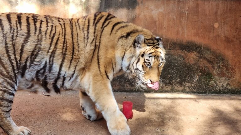 “Princesa”, fêmea de Tigre Siberiano do parque ecológico de Americana morre aos 19 anos