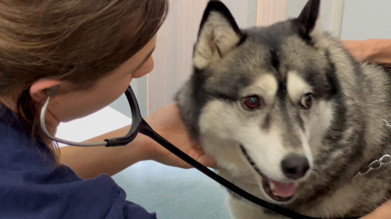 Veterinário móvel último dia de atendimento em 2023 movimenta unidades