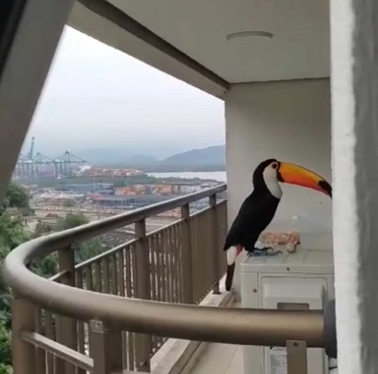 Tucano ‘invade’ sacada de prédio para comer frutas