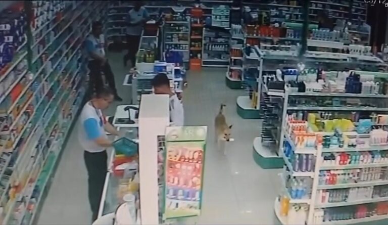 cachorro furtando farmácia em guará