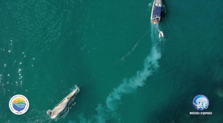 baleia morta ubatuba