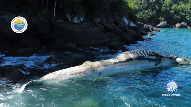 carcaça de baleia ilhabela