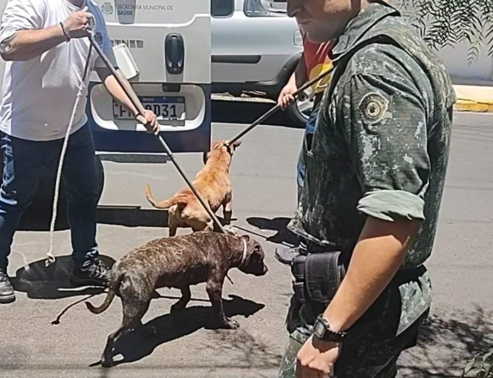 Revolta: motorista atropela cão e foge sem prestar socorro, em