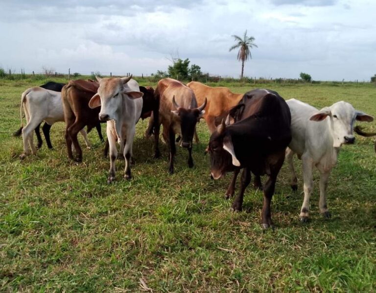 Produtores relatam aumento de furtos e roubos na zona rural da região