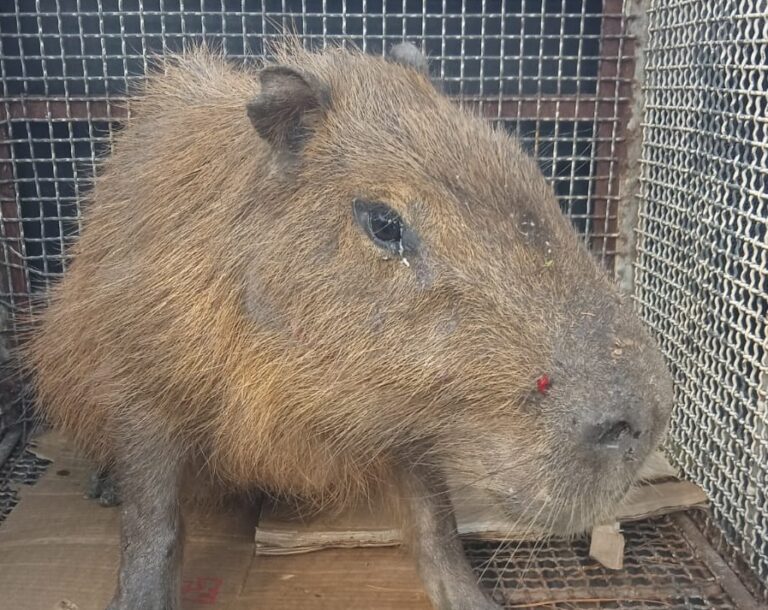 Capivara ferida é resgata pela polícia ambiental em Campinas