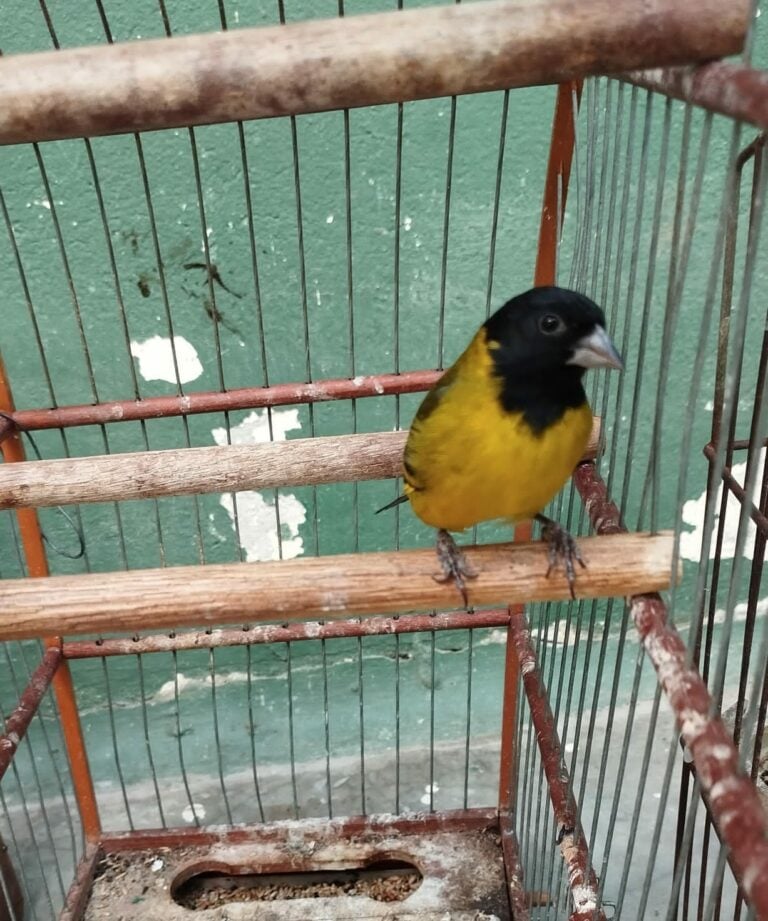 aves cativeiro guará