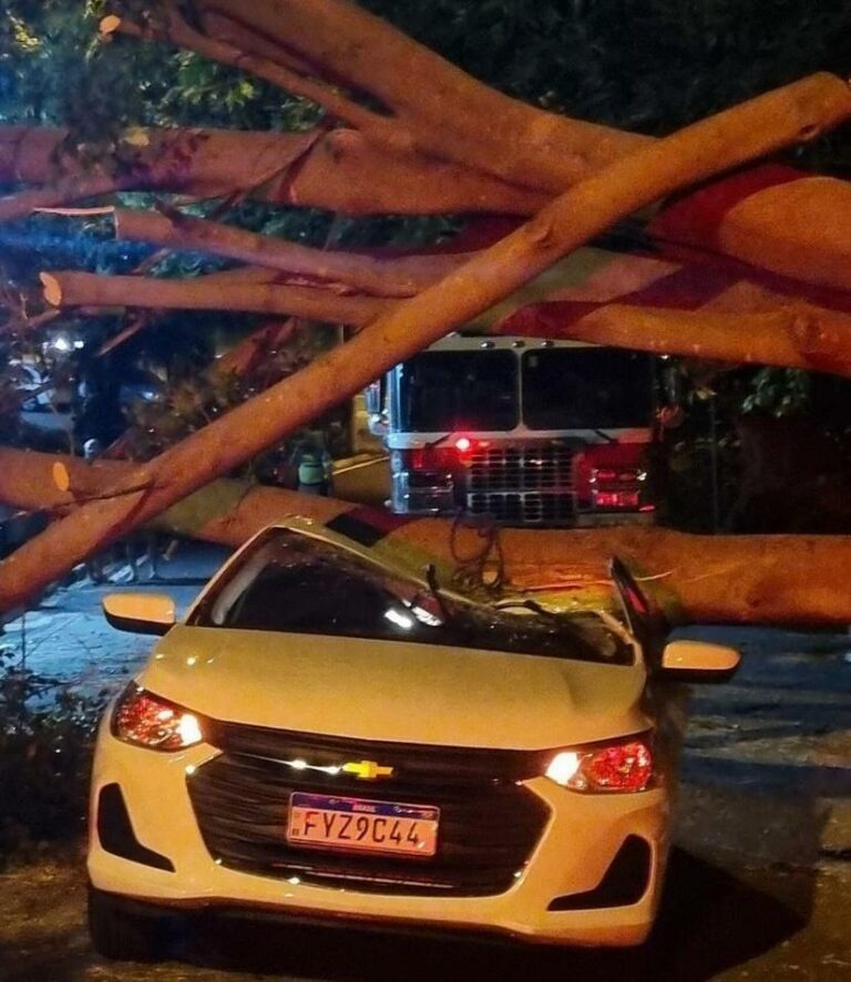 Árvore cai em cima de carro em movimento e motorista fica ferida; veja vídeo