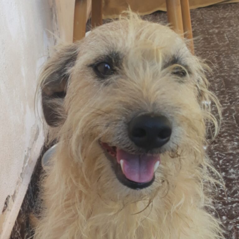 Cachorro escapa ao sair de clínica veterinária e desaparece em Campinas